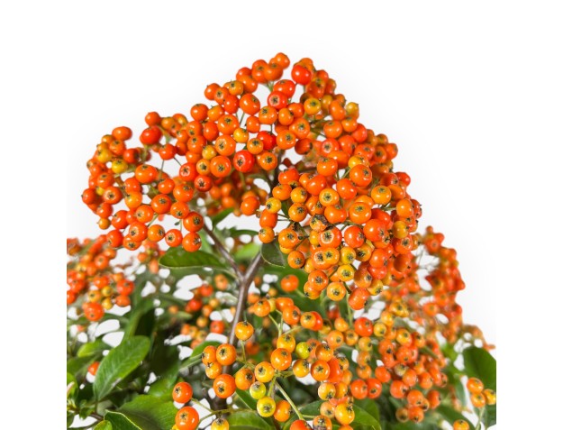 Vuurdoorn - 62 cm 2