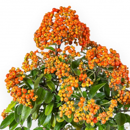 Pyracantha - 62 cm