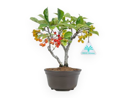 Pourthiaea Villosa - 22 cm