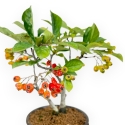 Pourthiaea Villosa - 22 cm