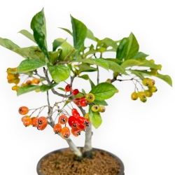 Pourthiaea Villosa - 22 cm