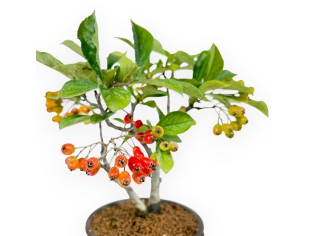 Pourthiaea Villosa - 22 cm