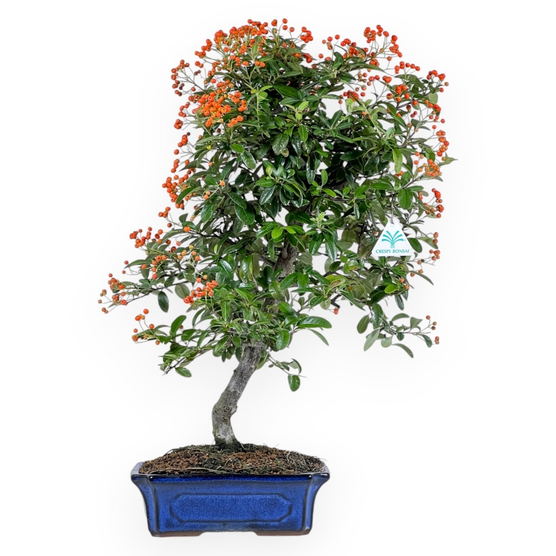 Pyracantha - 59 cm
