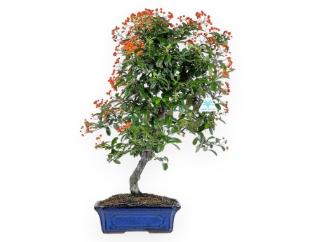 Pyracantha - 59 cm