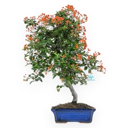 Pyracantha - 59 cm