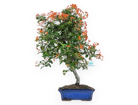 Pyracantha - 59 cm