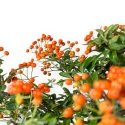Pyracantha - 59 cm