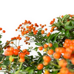 Pyracantha - 59 cm