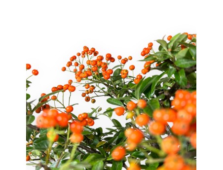 Pyracantha - 59 cm