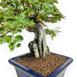 Cotoneaster Horizontalis - Cotognastro - 23 cm