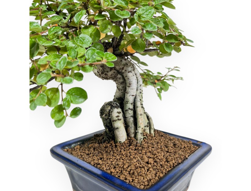 Cotoneaster Horizontalis - Cotognastro - 23 cm