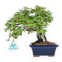 Cotoneaster Horizontalis - Cotognastro - 23 cm