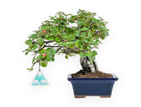 Cotoneaster Horizontalis - 23 cm