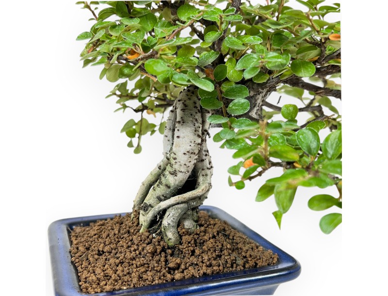 Cotoneaster Horizontalis - 23 cm