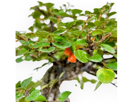 Cotoneaster Horizontalis - Cotognastro - 23 cm