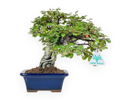 Cotoneaster Horizontalis - Cotognastro - 23 cm