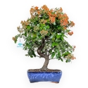 Pyracantha - 45 cm