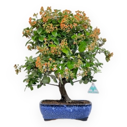 Pyracantha - 45 cm