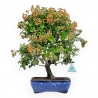 Pyracantha - 45 cm