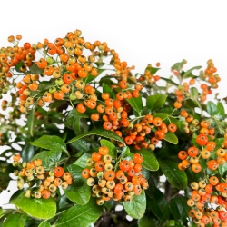 Pyracantha - 45 cm