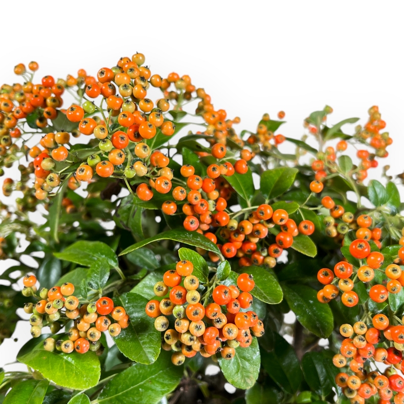 Pyracantha - 45 cm