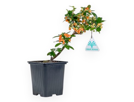 Pyracantha Saphyr Rouge - Pyracantha - 26 cm