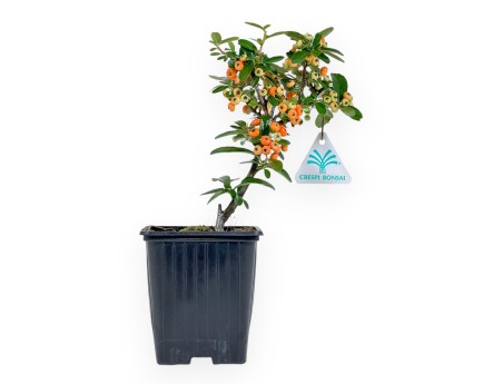 Pyracantha Saphyr Rouge - Pyracantha - 26 cm