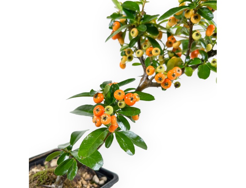 Pyracantha Saphyr Rouge - Pyracantha - 26 cm