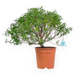 Myrtus communis - Myrte - 39 cm