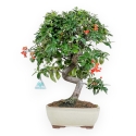 Pyracantha - 46 cm