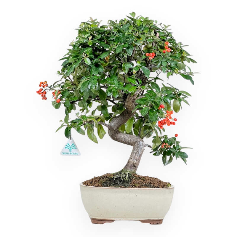 Pyracantha - 46 cm