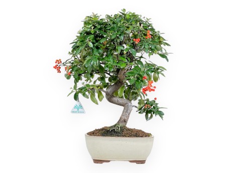 Vuurdoorn - 46 cm