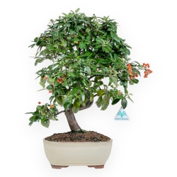 Pyracantha - 46 cm