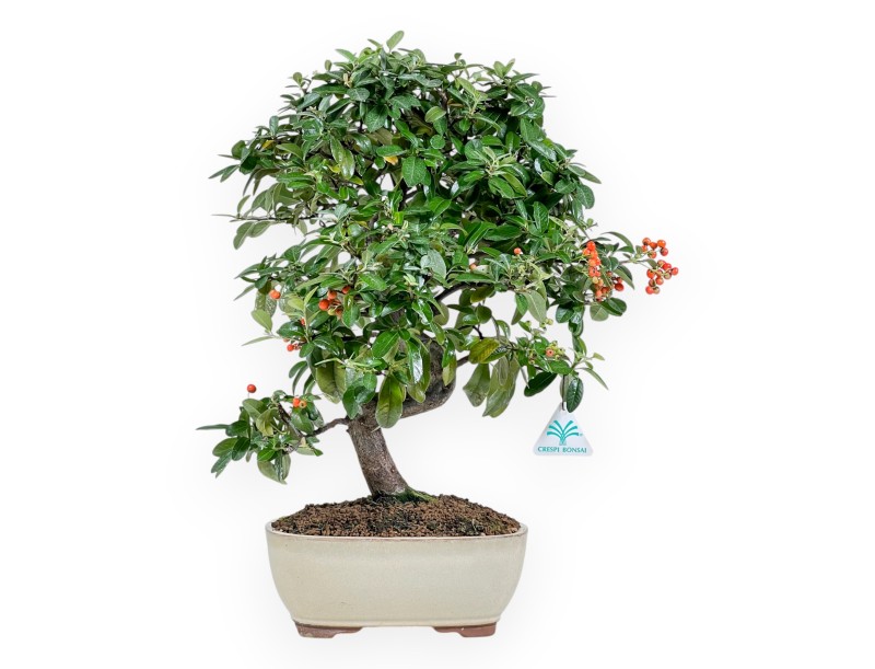 Firethorn - 46 cm