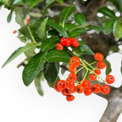 Pyracantha - 46 cm