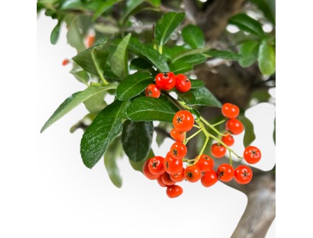 Pyracantha - 46 cm