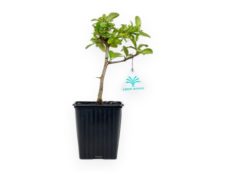 Pyracantha Saphyr Rouge - Pyracantha - 26 cm