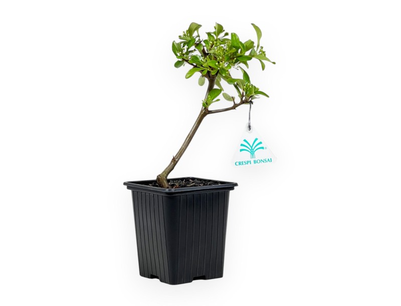 Pyracantha Saphyr Rouge - Pyracantha - 26 cm