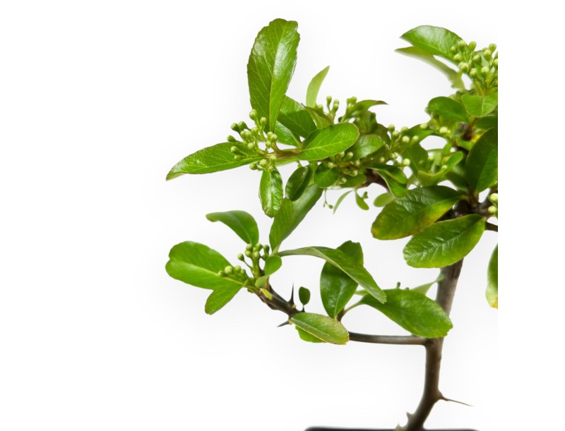 Pyracantha Saphyr Rouge - Pyracantha - 26 cm