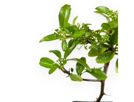 Pyracantha Saphyr Rouge - Pyracantha - 26 cm