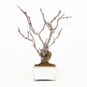 Stachyrus Praecox - 45 cm