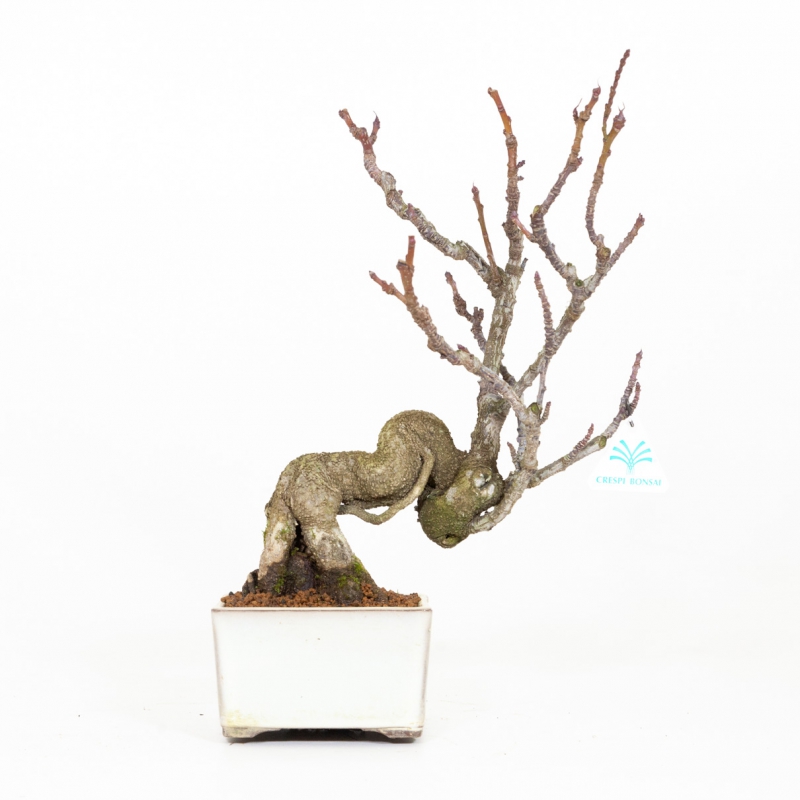 Stachyrus Praecox - 45 cm