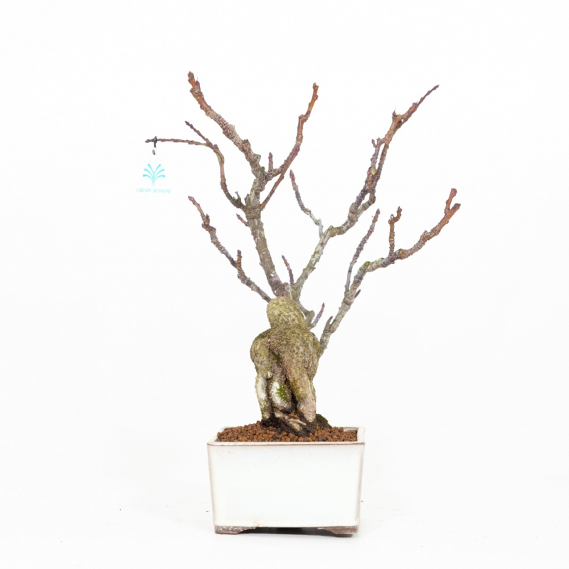 Stachyrus Praecox - 45 cm