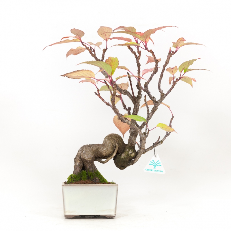 Stachyrus Praecox - 45 cm