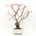 Stachyrus Praecox - 45 cm