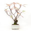 Stachyrus Praecox - 45 cm