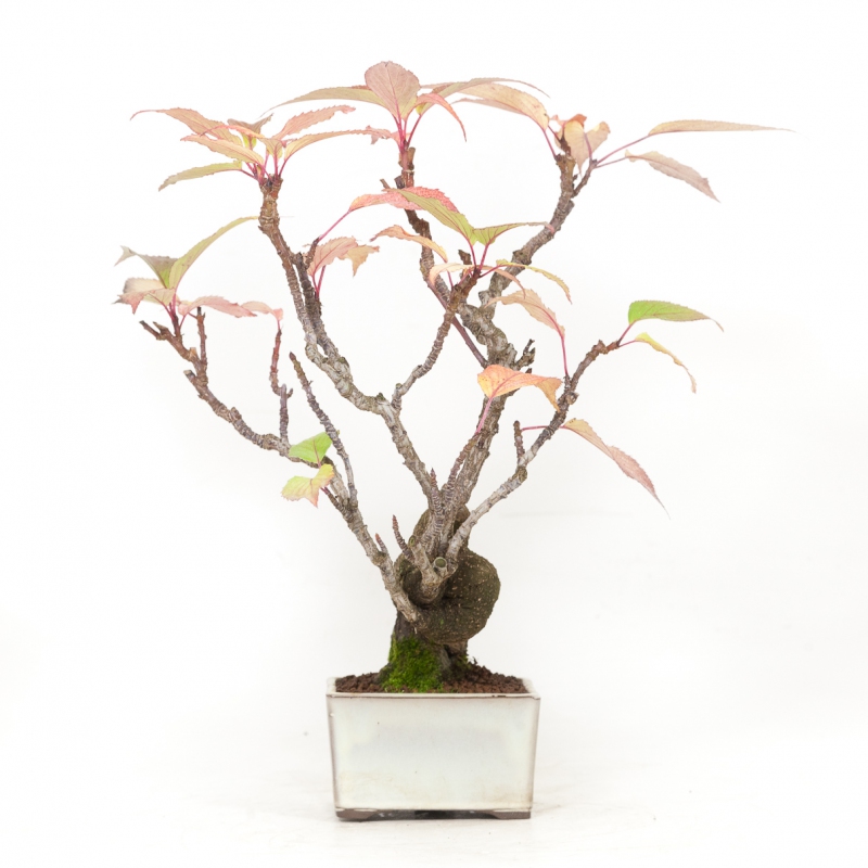 Stachyrus Praecox - 45 cm