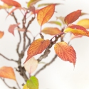 Stachyrus Praecox - 45 cm