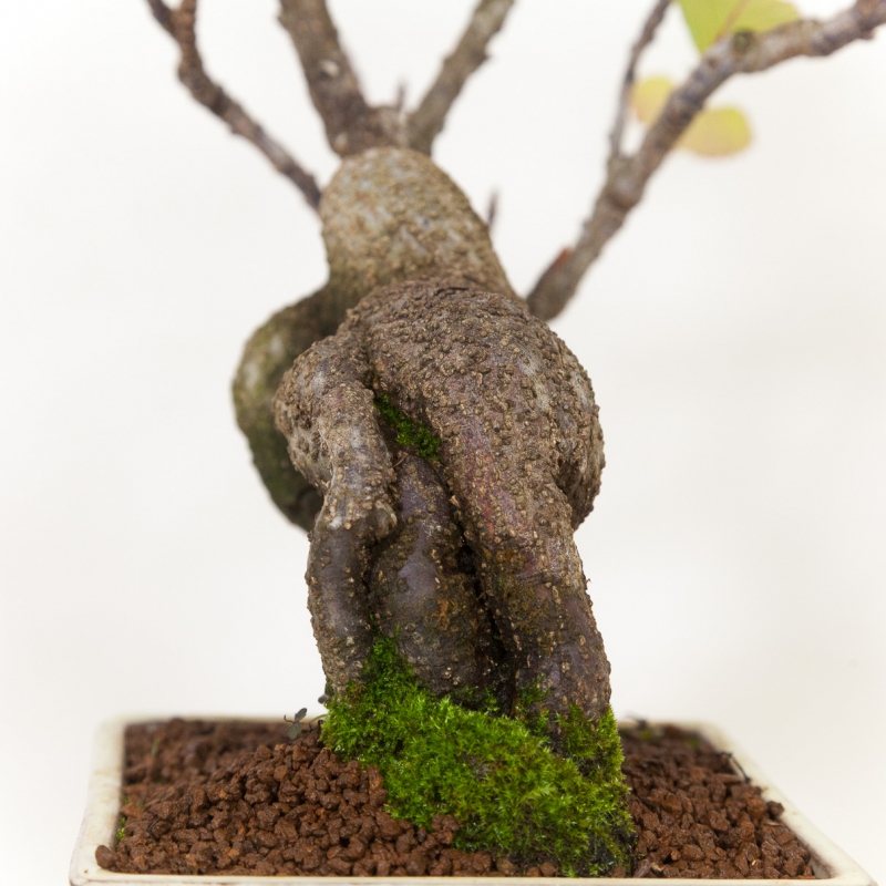 Stachyrus Praecox - 45 cm