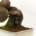 Stachyrus Praecox - 45 cm